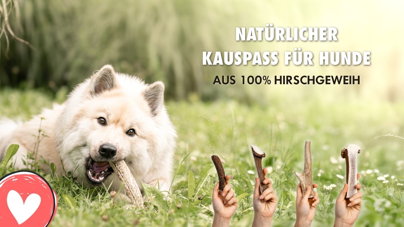 FOURLEGS – natural dogfood