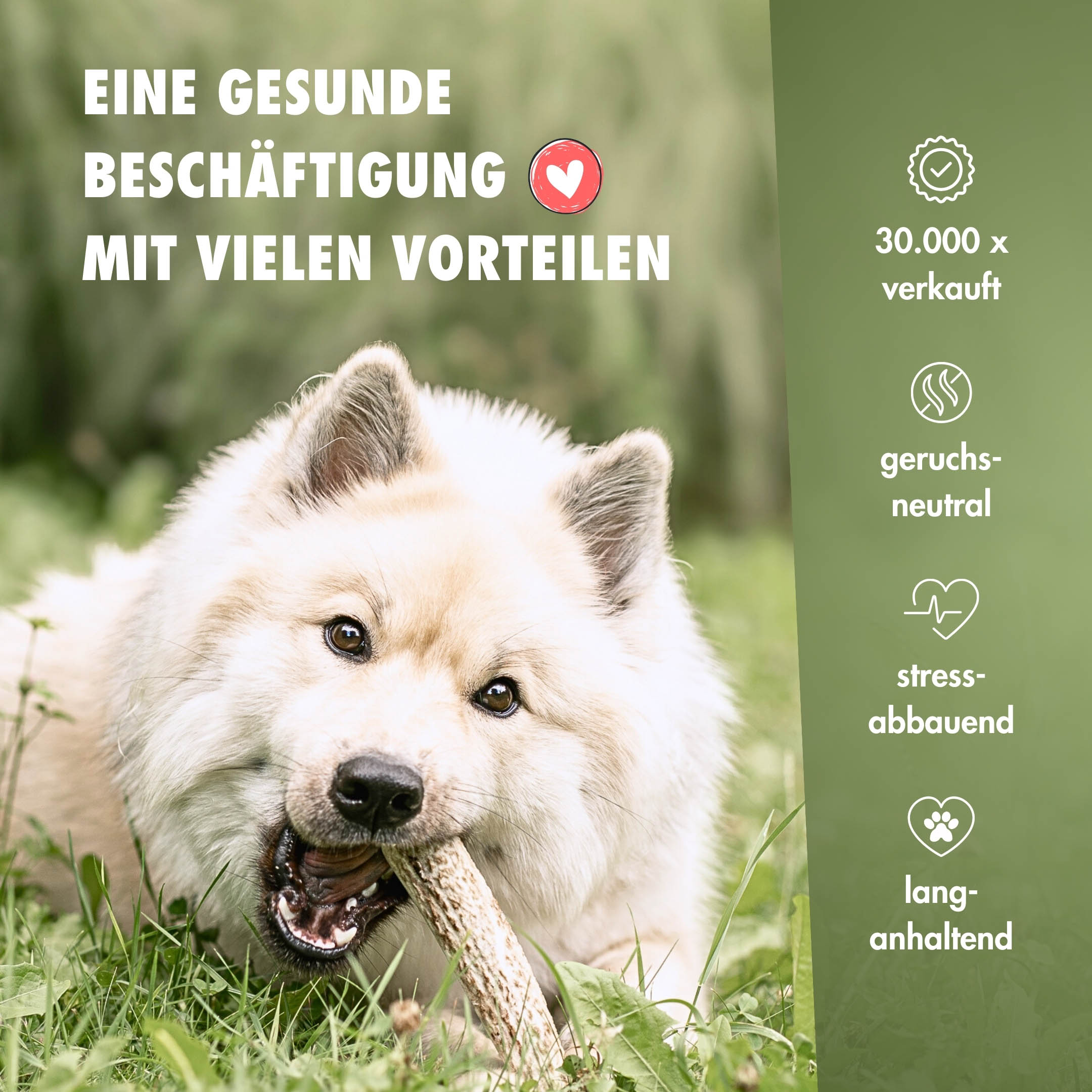 Natürlicher Kauspaß für Hunde aus 100% Hirschgeweih