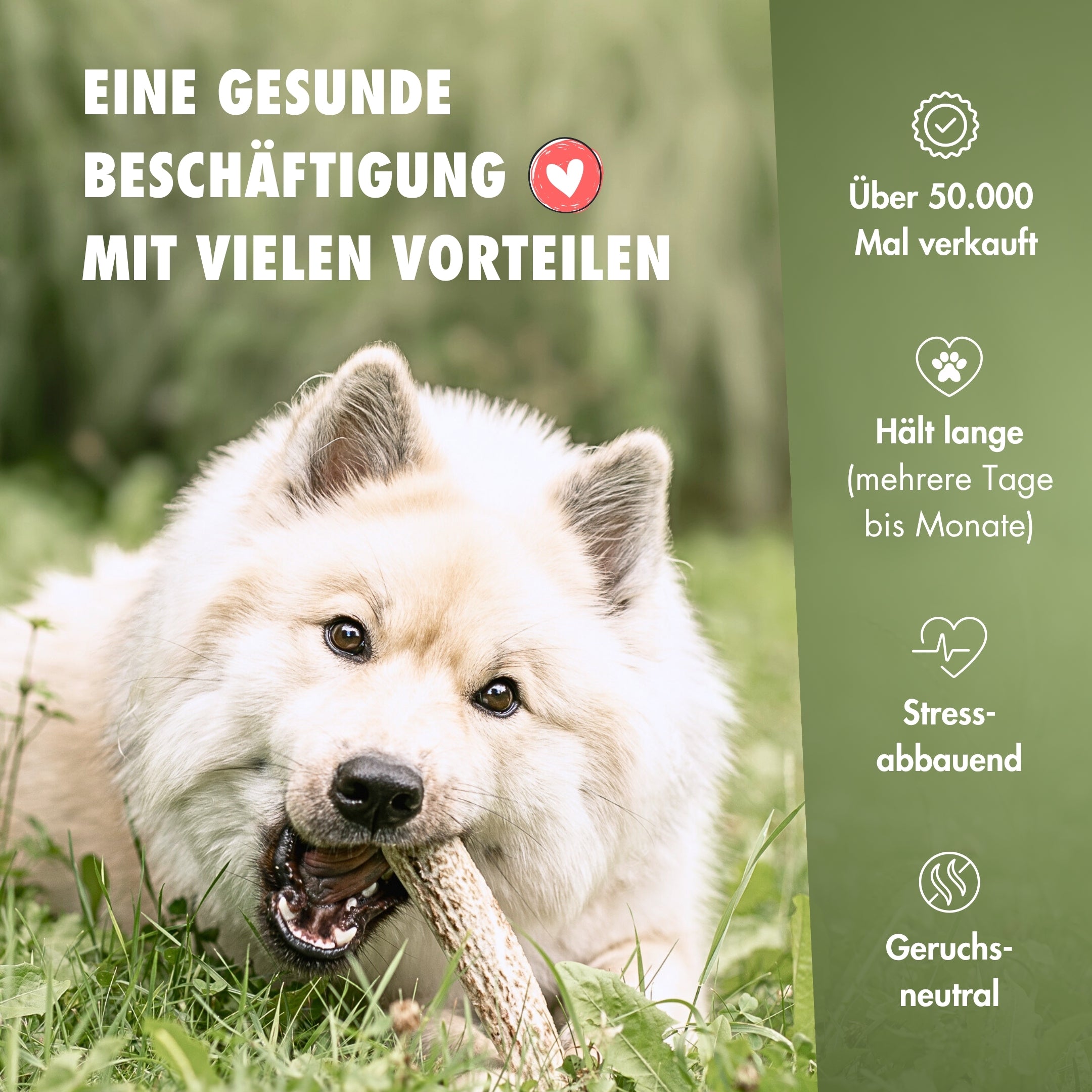 Natürlicher Kauspaß für Hunde aus 100% Hirschgeweih